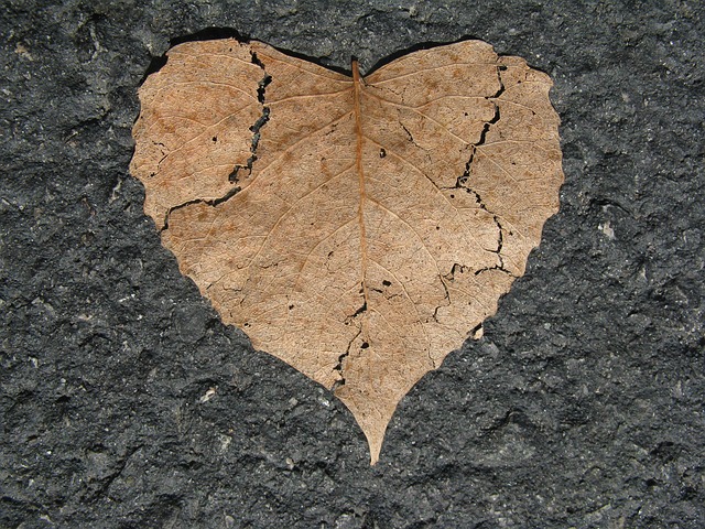 heartbreak-leaf-742712_640