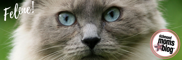 What Pet Should I Get - Richmond Moms Blog - Feline Cat
