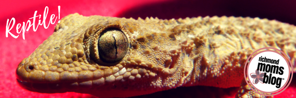 What Type of Pet Should I Get - Richmond Moms Blog