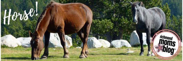 What Type of Pet Should I Get - Richmond Moms Blog