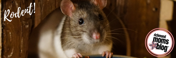 What Type of Pet Should I Get - Richmond Moms Blog