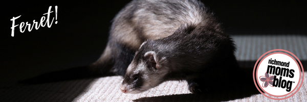 What Type of Pet Should I Get - Richmond Moms Blog