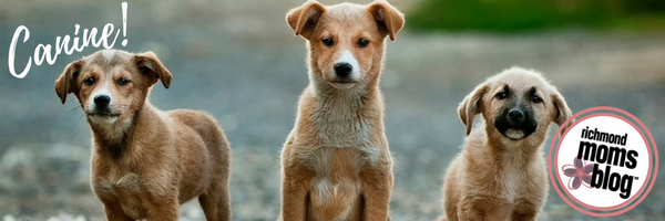 What Type of Pet Should We Get - Richmond Moms Blog - Canine